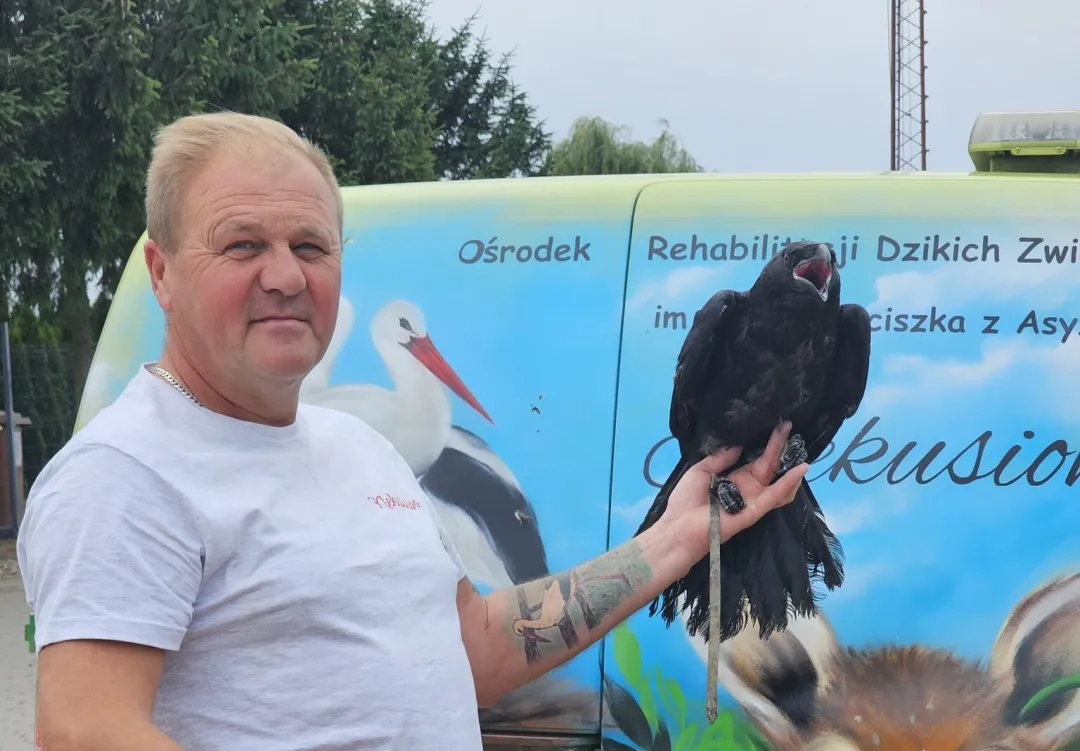 Mirsk: Znaleziono oswojonego kruka. Znasz właścicieli powiadom Klekusiowo!