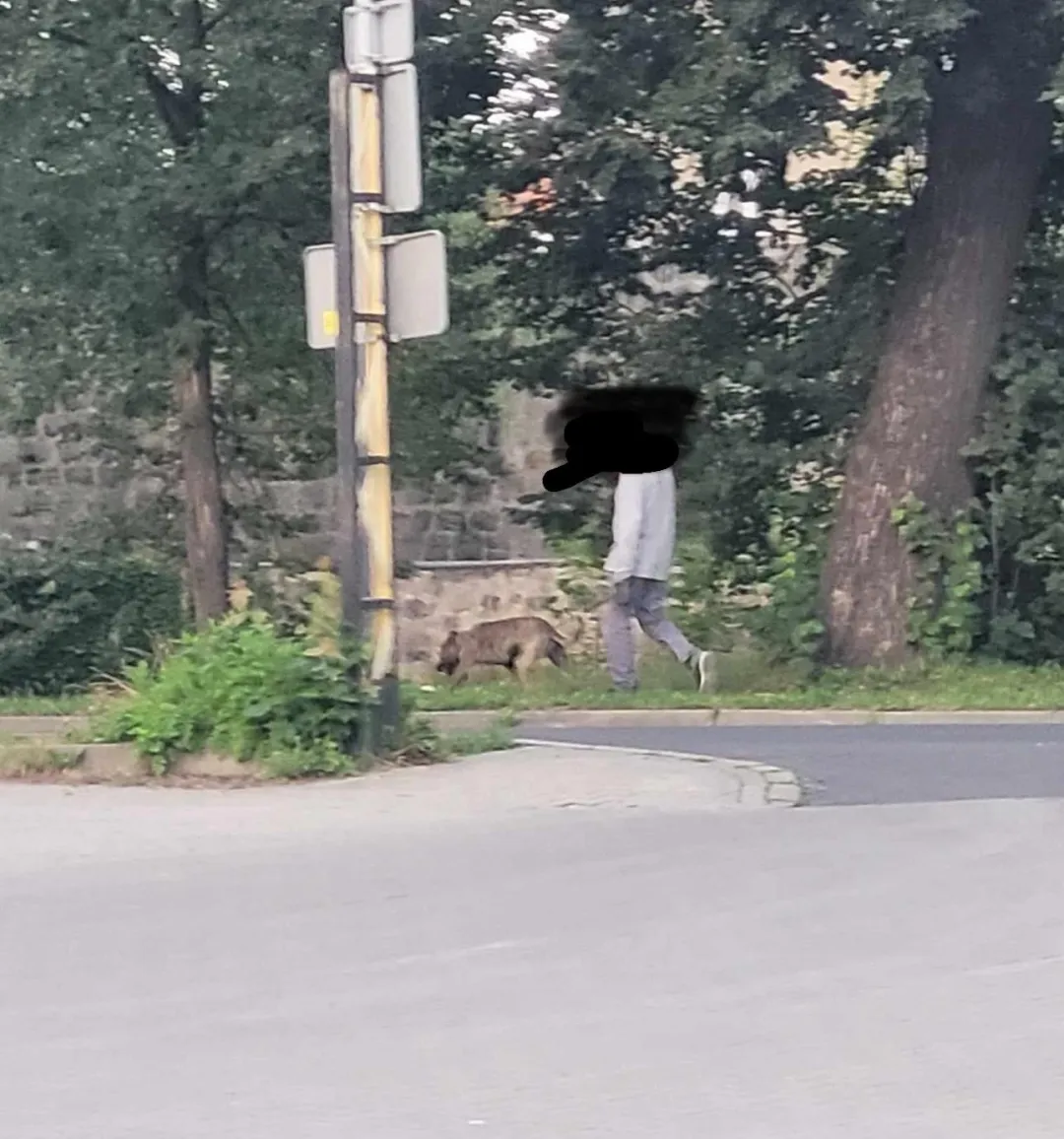 Lwówek Śląski: Kopał psa, gdy pakował zakupy do auta