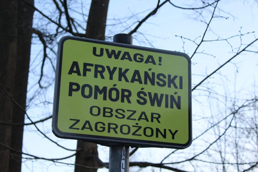 Kolejny przypadek afrykańskiego pomoru świń w Lwówku Śląskim