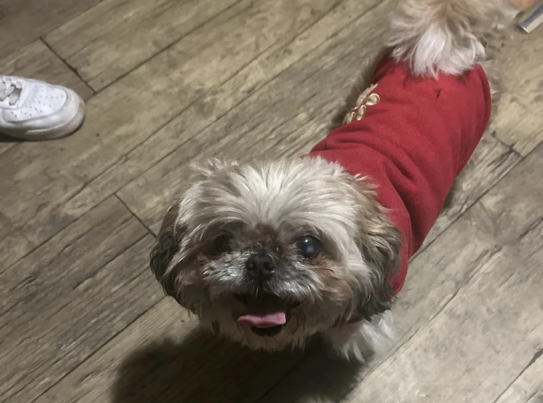 Znaleziono psa rasy Shih Tzu. Odnaleziono właściciela