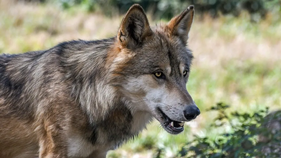 Wilcza rodzina zaobserwowana w okolicach Lubomierza i Gryfowa