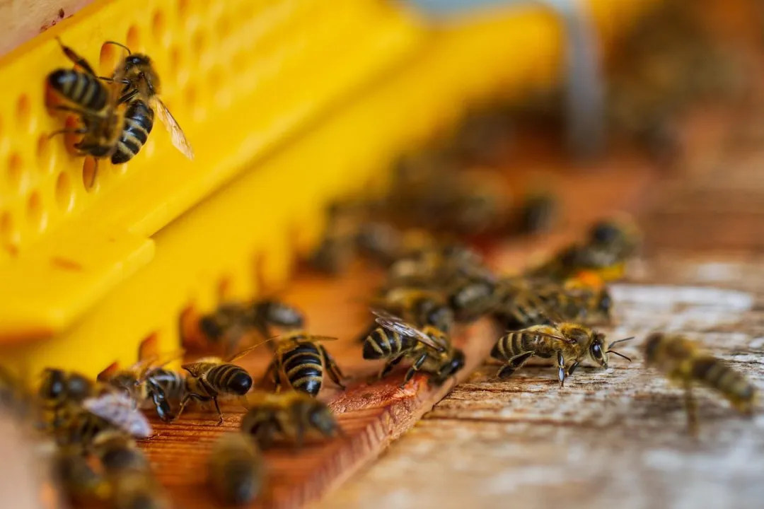 Obowiązek rejestracji pasieki od marca 2026. Nawet jeśli masz 1 ul