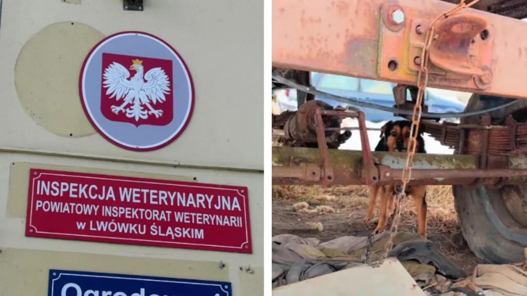 DIOZ zabrał głos w sprawie odwołania Powiatowego Lekarza Weterynarii w Lwówku Śląskim