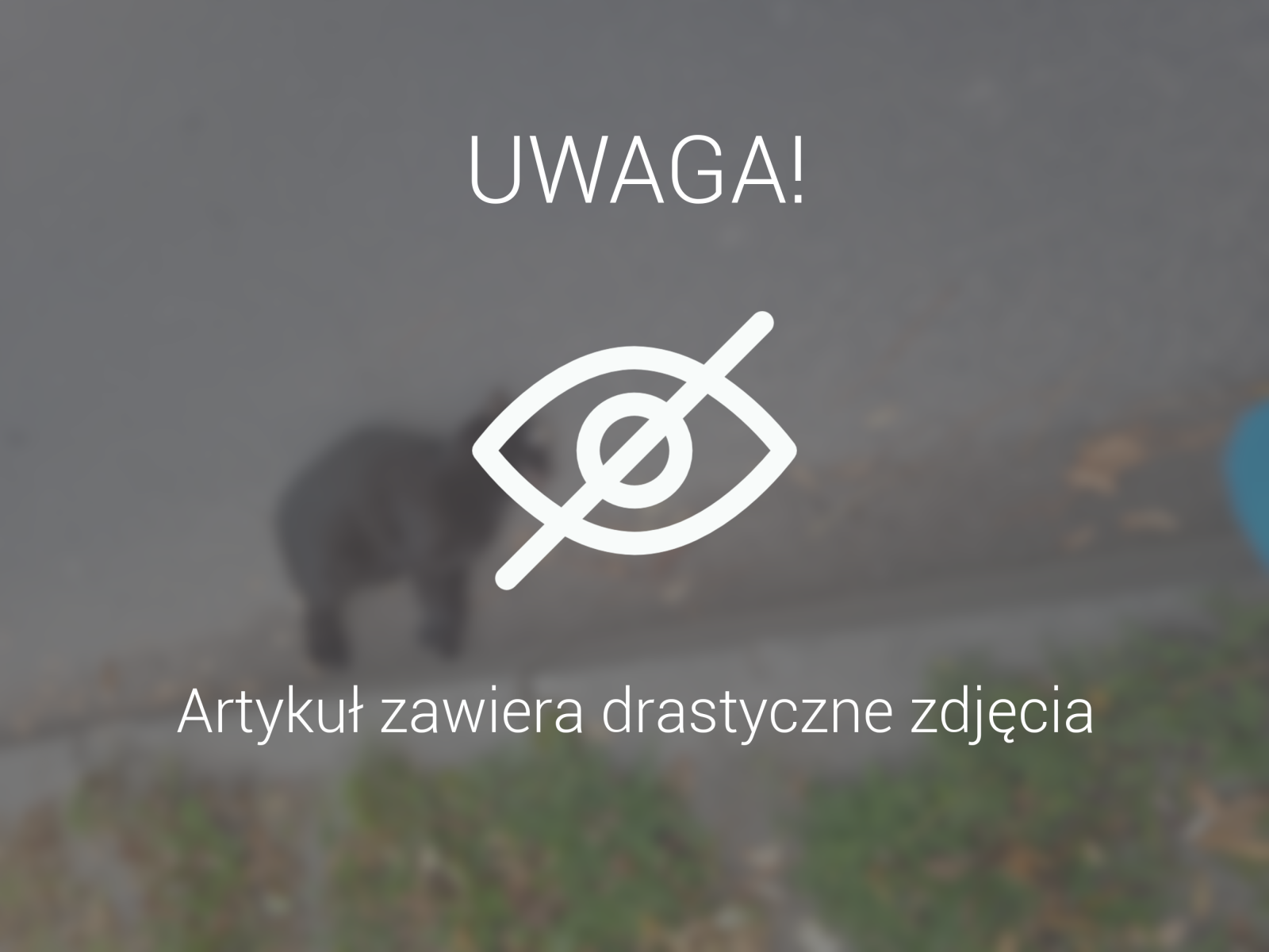 Przejechano kota - zostały powiadomione służby