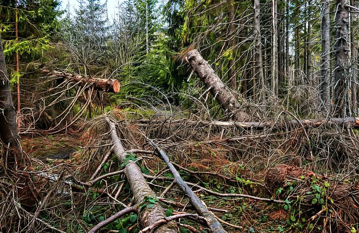Idzie wichura, powieje nawet 90 km/h
