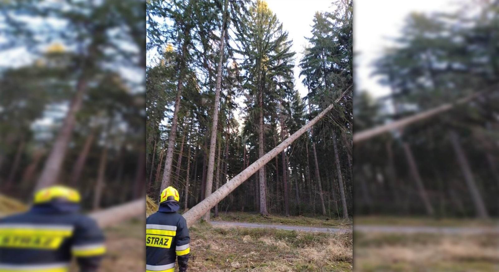 Drzewo mogło spaść w każdej chwili
