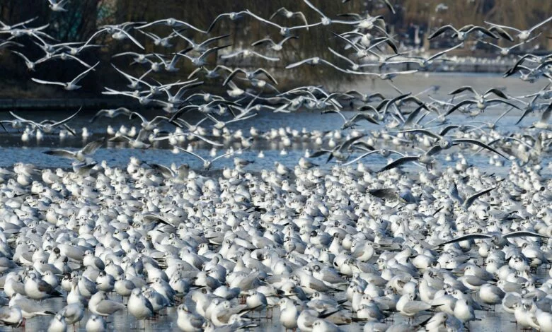 RDOŚ ostrzega przed ptasią grypą