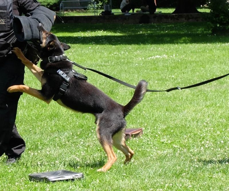 Psy z lwóweckiej policji obchodzą dziś swój dzień