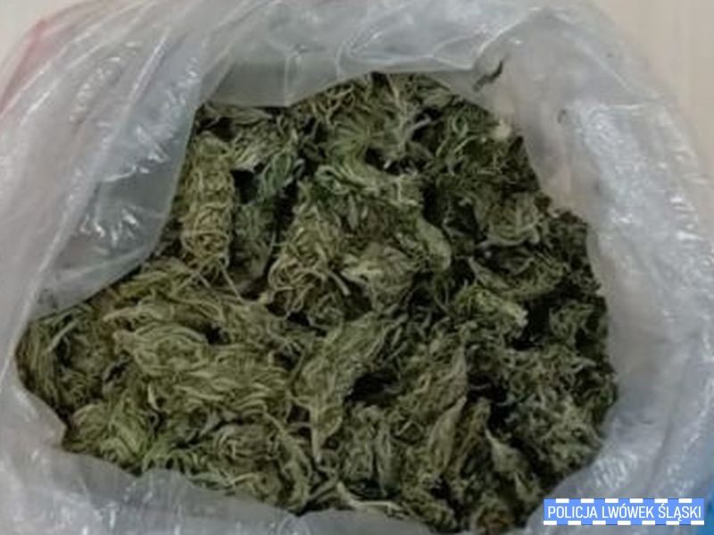 22-latek z Lwówka miał w swoim mieszkaniu 470 porcji zioła