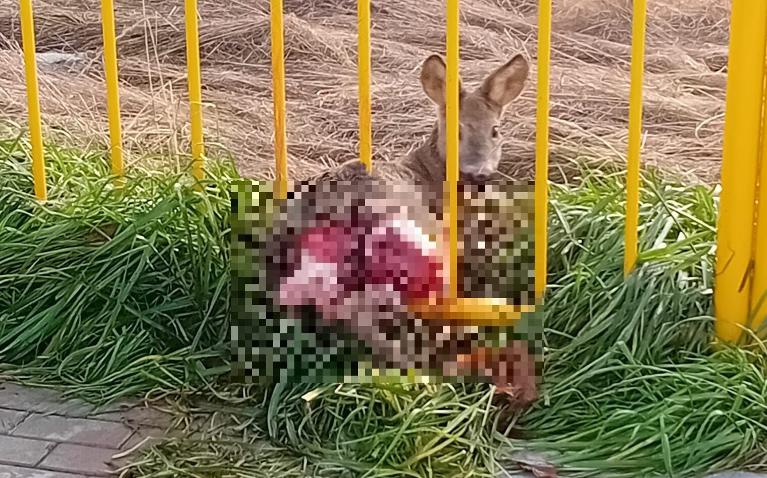 Przydrożne barierki okazały się śmiertelną pułapką dla sarny