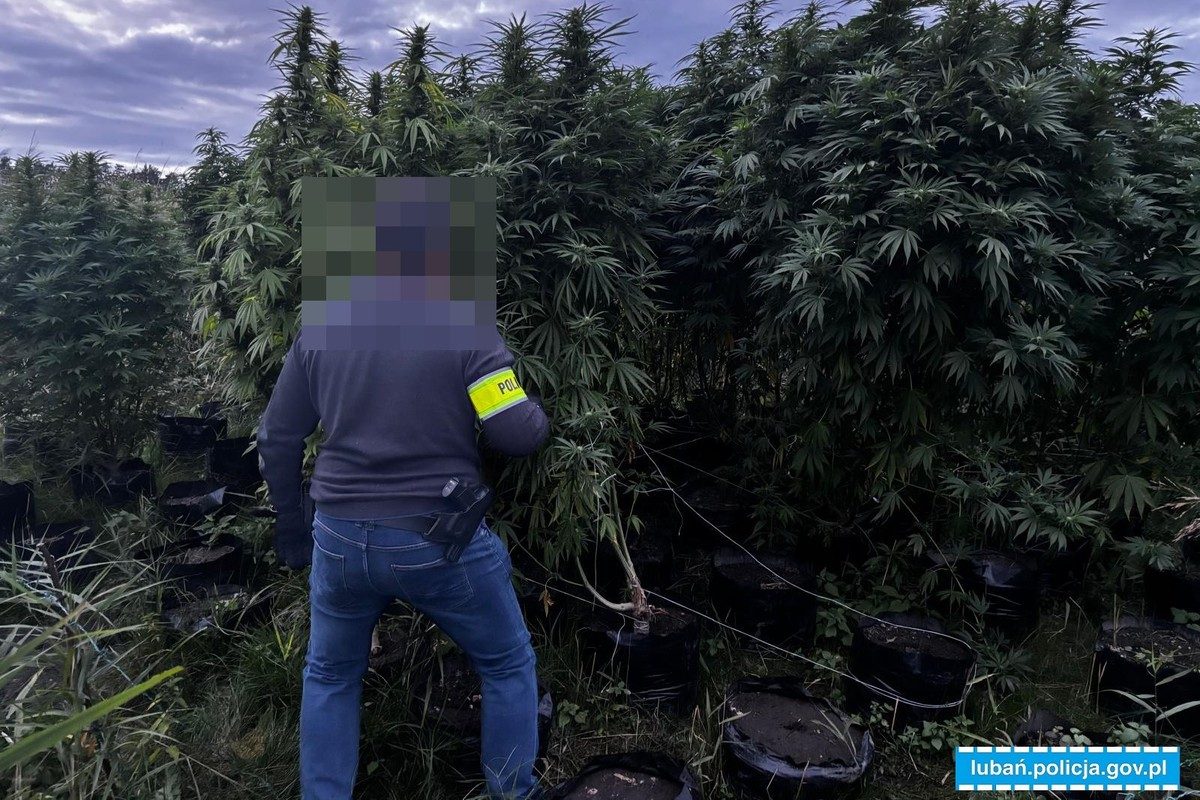 Lubańscy kryminalni zlikwidowali plantację konopi indyjskich. Największa roślina miała ponad 3 metry