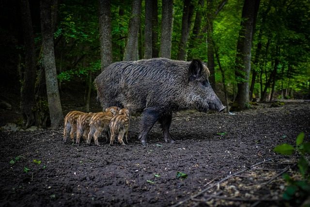 Burmistrz Lwówka Śląskiego ogłasza polowania w gminie