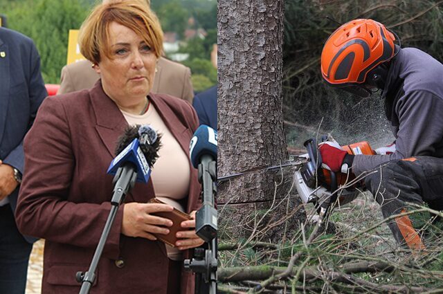 Znikną stuletnie drzewa. Starostwo Powiatowe ogłosiło przetarg na wycinkę 10 okazów
