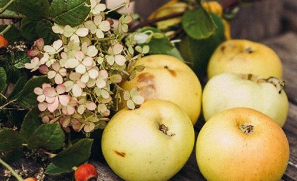 Przy wspólnym stole: razem o tym, co lokalne i naturalne