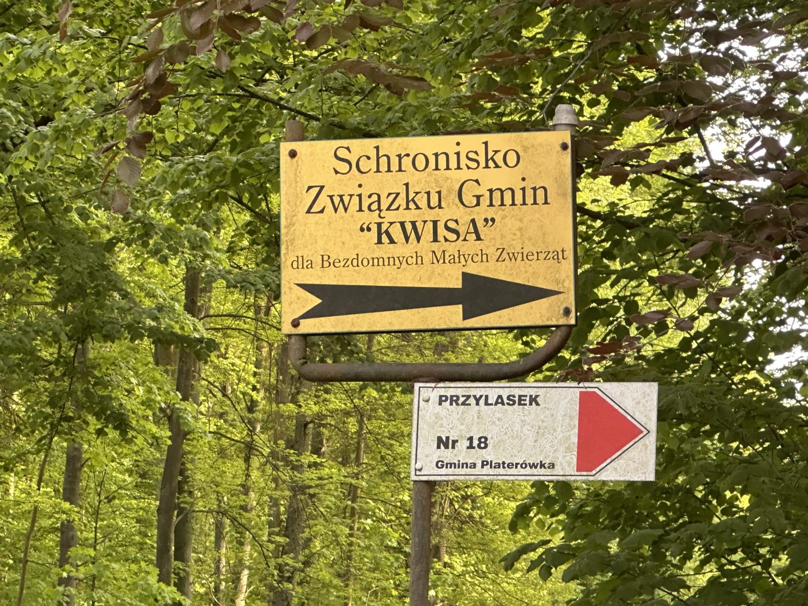 Zamknięto schronisko w Przylasku. Oficjalnie chodzi o czasowe braki kadrowe