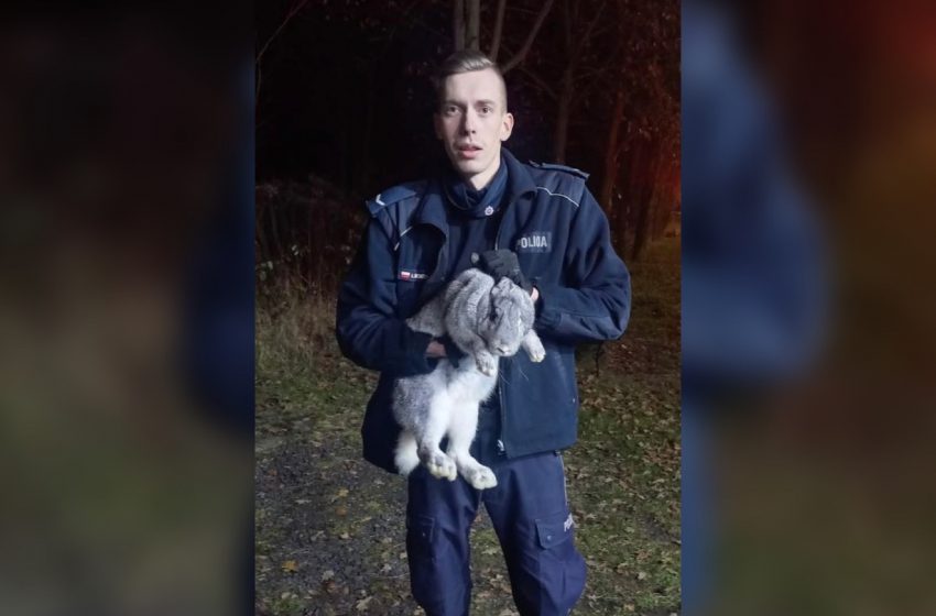  Policjanci uratowali królika z płonącej altanki