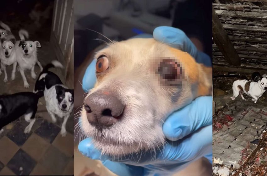  gm. Lwówek Śląski: 18  zaniedbanych psów, przetrzymywanych przez 6 lat na strychu