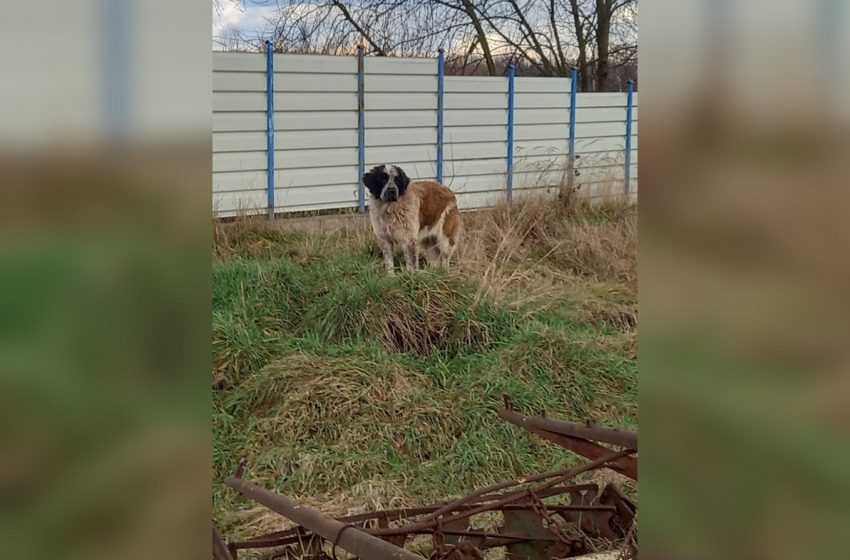  Działania Straży Miejskiej w Lwówku Śląskim doprowadzają do odłowienia psa