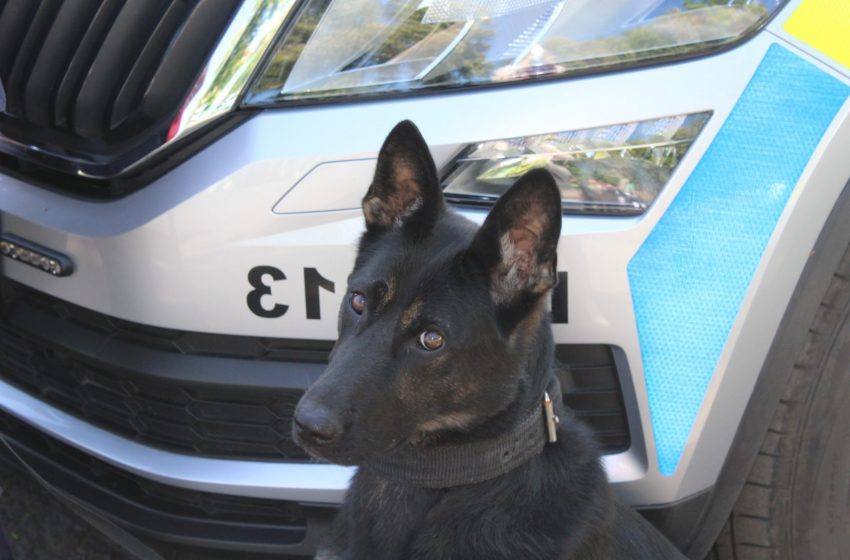  Policjantka wracając ze szkolenia wraz z psem służbowym udzieliła pomocy potrzebującemu