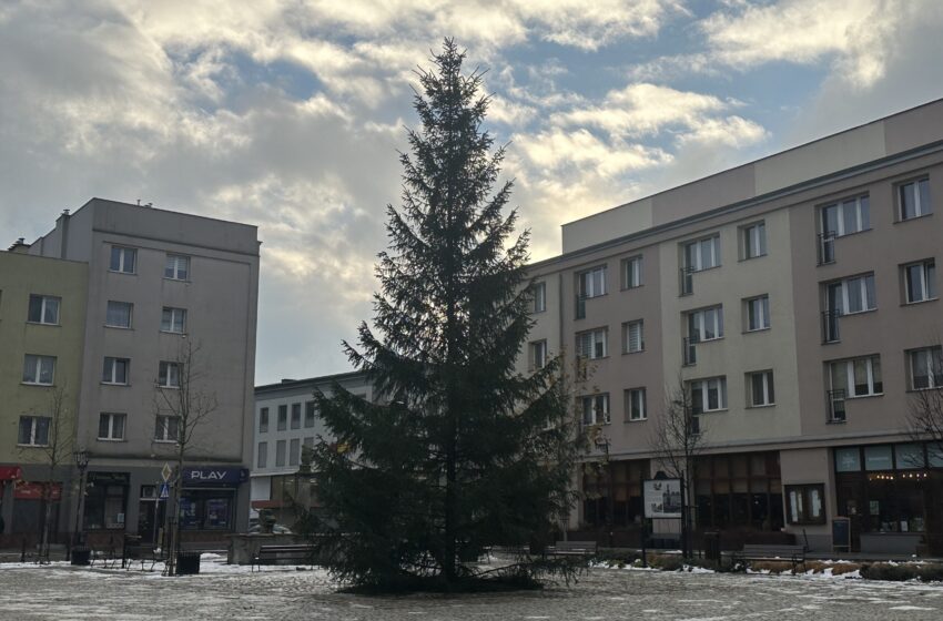  Choinka stanęła na lwóweckim rynku!