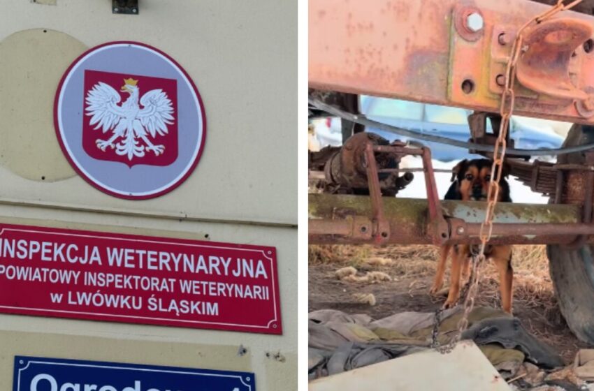  DIOZ zabrał głos w sprawie odwołania Powiatowego Lekarza Weterynarii w Lwówku Śląskim