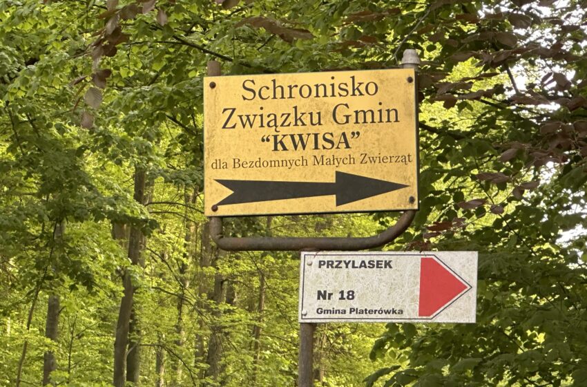  Zamknięto schronisko w Przylasku. Oficjalnie chodzi o czasowe braki kadrowe