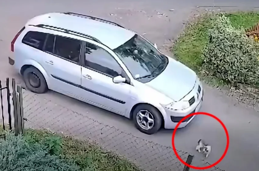  Przejechał po psie dwa razy i odjechał. Drastyczne nagranie z powiatu lwóweckiego